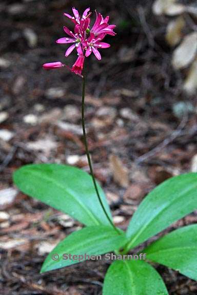 clintonia andrewsiana 1 graphic